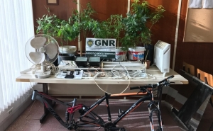 Quarteira – Apreensão de 19 pés de cannabis