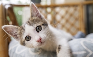 Casa bonita e pet-friendly: ideias de mobília para quem tem animais