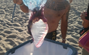 Criança sofre ferimentos após contacto com caravela-portuguesa na Praia Vasco da Gama em Sines