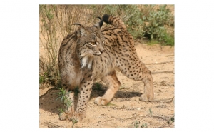 LINCE NASCIDO NO CENTRO NACIONAL DE REPRODUÇÃO DE LINCE IBÉRICO, EM SILVES, REGRESSOU A CASA