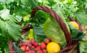 Dia Mundial da alimentação assinalado no Mercado de Produtores de Almancil