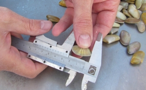 Polícia Marítima fiscaliza pesca no interior da Ria Formosa