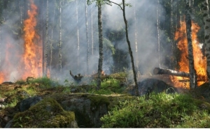 Apoio financeiro aos agricultores afetados pelos incêndios