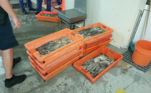Polícia Marítima apreende mais de 150 kg de polvo no Porto de Pesca de Santa Luzia em Tavira