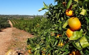 Turismo do Algarve e Agricultura querem elevar laranja a cartão de visita da região 