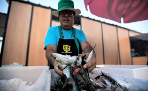 Festival da Sardinha bate recorde de afluências com 110 mil entradas