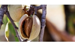 Colheita da amêndoa confirma aumento de produção em 55%