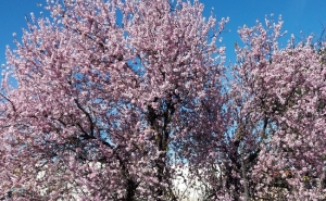 LOULÉ CRIATIVO INICIA PROGRAMAÇÃO DE 2019 COM AMENDOEIRAS EM FLOR
