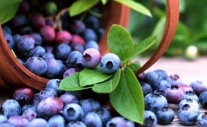 Exportação de frutos vermelhos continua a crescer e ultrapassa pêra rocha