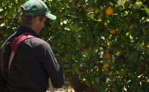 Citricultores algarvios dizem receber mais, mas ainda abaixo do necessário (C/Video)