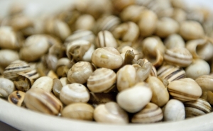 QUERENÇA RECEBE FESTIVAL DO CARACOL