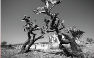 INAUGURAÇÃO DA EXPOSIÇÃO «VIAGEM INTERIOR», DE TELMA VERÍSSIMO 