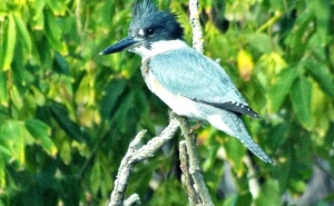 ALGARVE APOSTA NA PROMOÇÃO DO BIRDWATCHING COMO PRODUTO ESTRATÉGICO E COMPLEMENTAR À OFERTA DO DESTINO