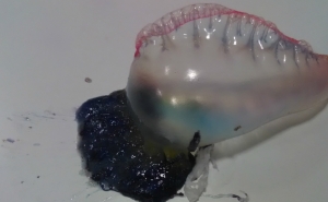 Autoridade Marítima alerta para o aparecimento de caravelas-portuguesas na zona do Sotavento Algarvio