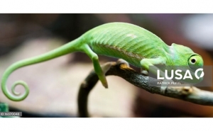 Projeto lançado no Algarve quer salvar camaleão da extinção
