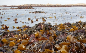 Acumulação de algas no Algarve é «natural» e não afeta qualidade da água - APA