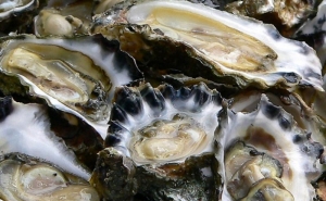 Elevados impostos e burocracia travam expansão da produção de ostras no Algarve