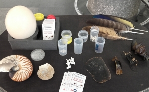 MAR Shopping Algarve recebe Zoomarine para atividades em prol do ambiente