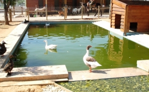 «Quinta do Peral» comemora 10 anos ao serviço da educação ambiental em São Brás de Alportel