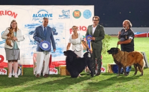 Exposições Caninas Noturnas do Algarve voltam a marcar presença em Lagos
