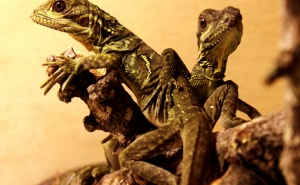 ESPÉCIE DE DRAGÕES RAROS PROCRIAM NO ALGARVE