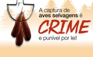 «Os passarinhos pertencem à Natureza» é mote de campanha de sensibilização ambiental