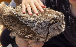 SEMANA DO AMBIENTE: LOULÉ PRESENTE EM SEMINÁRIO INTERNACIONAL SOBRE BIODIVERSIDADE