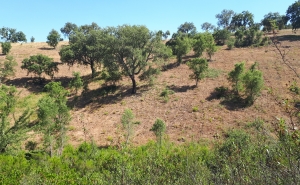 COMEMORAÇÕES DO DIA INTERNACIONAL DA FLORESTA E DA ÁRVORE EM LOULÉ ADIADAS PARA A PRÓXIMA SEMANA