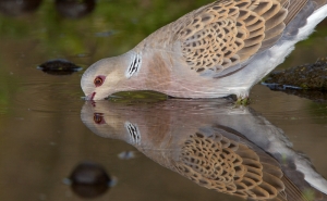 Mais uma autorização para contaminar com chumbo e para abater espécies ameaçadas 
