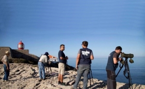 O festival dedicado à observação de aves é de 4 a 8 de outubro, em Sagres