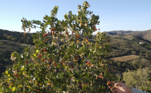 APANHA DO MEDRONHO É PROPOSTA DO LOULÉ CRIATIVO
