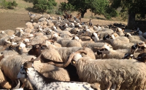 Dieta Mediterrânica | Demonstração culinária: guisado de ovelha churra algarvia