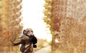 Pode um caçador vender as suas lebres a restaurantes? Descubra a resposta no livro À Mesa 100 Mitos