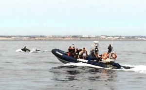Quatro Orcas avistadas no Algarve
