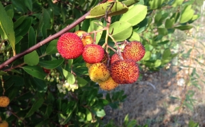 Feira da Aguardente e Mel na Cortelha mostra tesouros da Serra do Caldeirão 