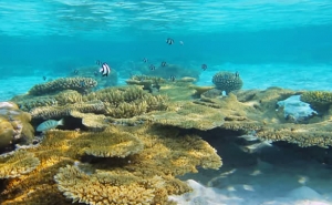 EXPOSIÇÃO «OCEANUS» EM QUARTEIRA