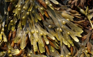 Investigadores estudam o desaparecimento de populações de algas castanhas no sul de Portugal