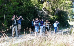 Algarve assume-se como local privilegiado para Observação se Aves e Turismo de Natureza