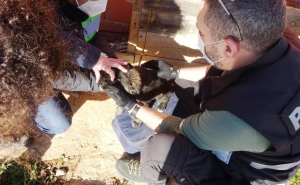 Ação de fiscalização no Sítio do Poço Seco identifica 28 animais 