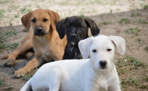 Algarve terá um dos maiores santuários de animais de Portugal 