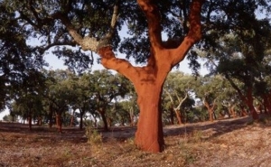 Tem cortiça para extrair em 2020? Saiba antecipadamente o seu valor