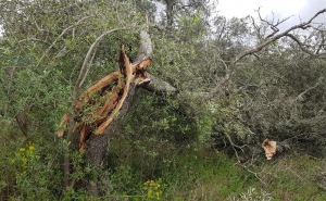 Tornado passou pela Nave do Barão e arrancou árvores 