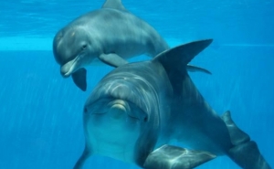 Zoomarine esclarece suspensão de gravações do programa da SIC