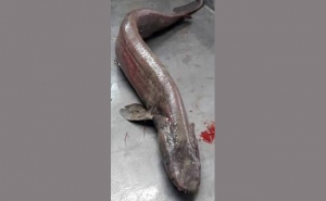 TUBARÃO «PRÉ-HISTÓRICO» CAPTURADO EM ÁGUAS PORTUGUESAS