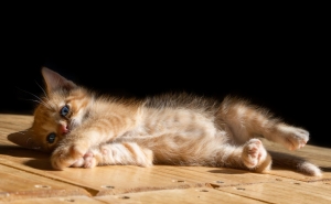 8 de agosto  Dia Mundial do Gato 