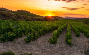 Vinha E Vinho | Simplex + 2019 cria «Balcão Único da Vinha»