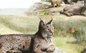 EXPOSIÇÃO «LINCE-IBÉRICO NA PENÍNSULA», A PARTIR DE 10 DE MARÇO, NO CELAS - CENTRO DE ESTUDOS LUSO-ÁRABES DE SILVES