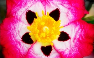 EXPOSIÇÃO «ENCONTRO DAS CORES COM O PRETO & BRANCO» DE RUI PALMA EM QUARTEIRA