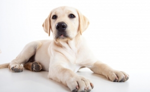 Deco Alerta: Sabias que a partir de maio os animais de estimação deixam de ser «coisas»?