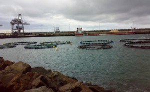 Município de Olhão é um dos parceiros  do I Congresso Ibérico de Aquacultura